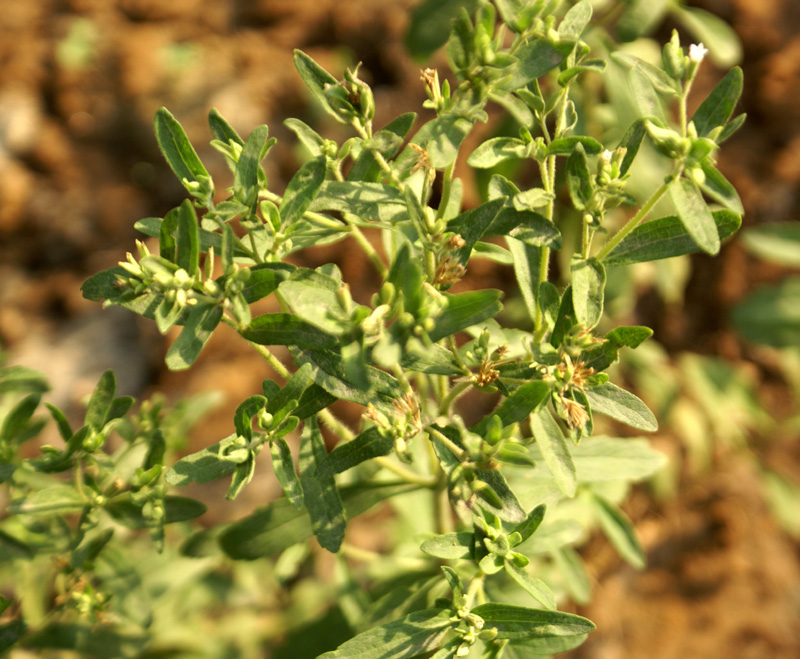 Stevia rebaudiana (Cultivated) eFlora of India